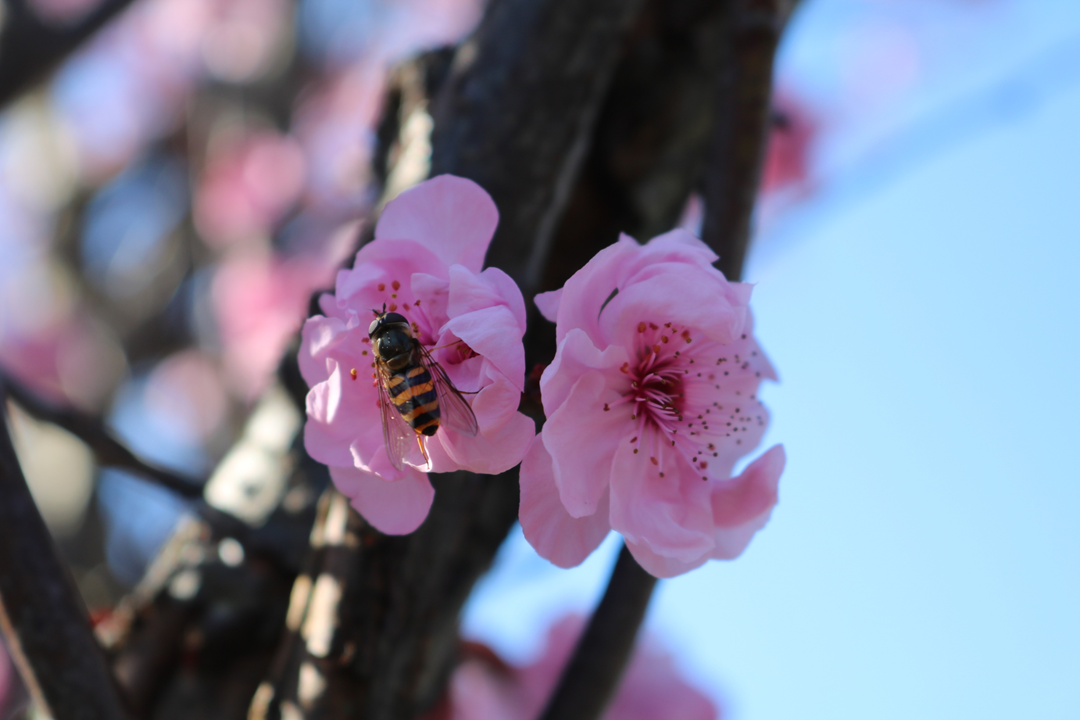 Sydney cherry blossom festival 2022