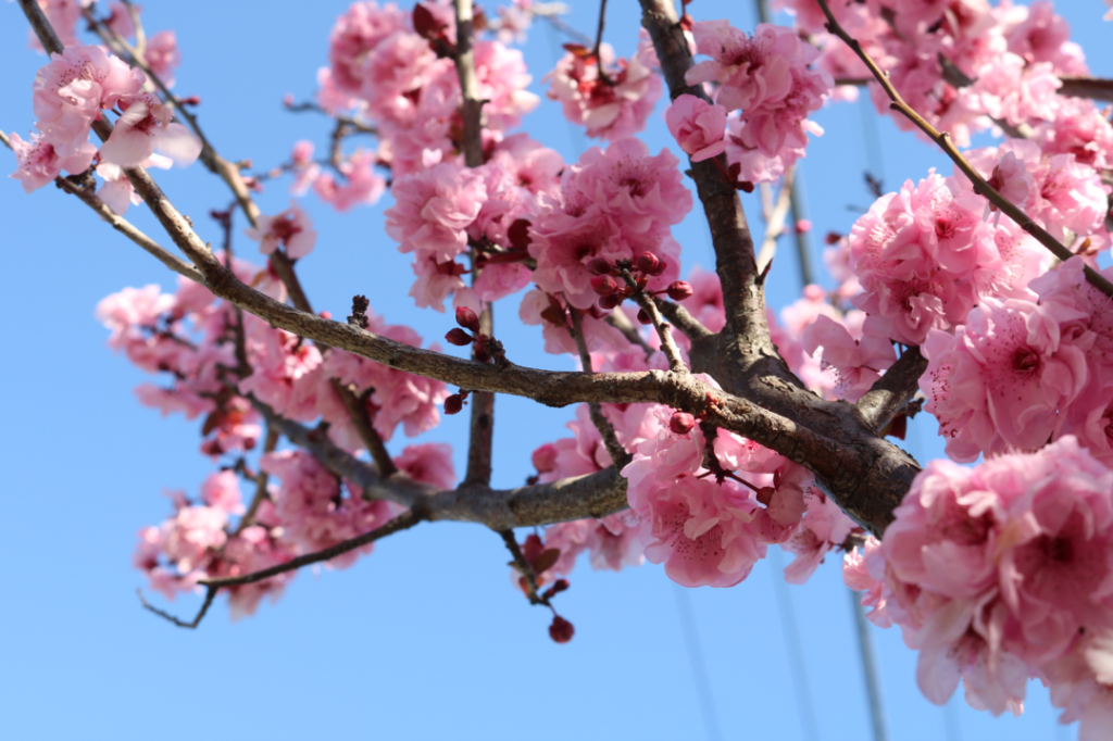 Cherry Blossom Festival