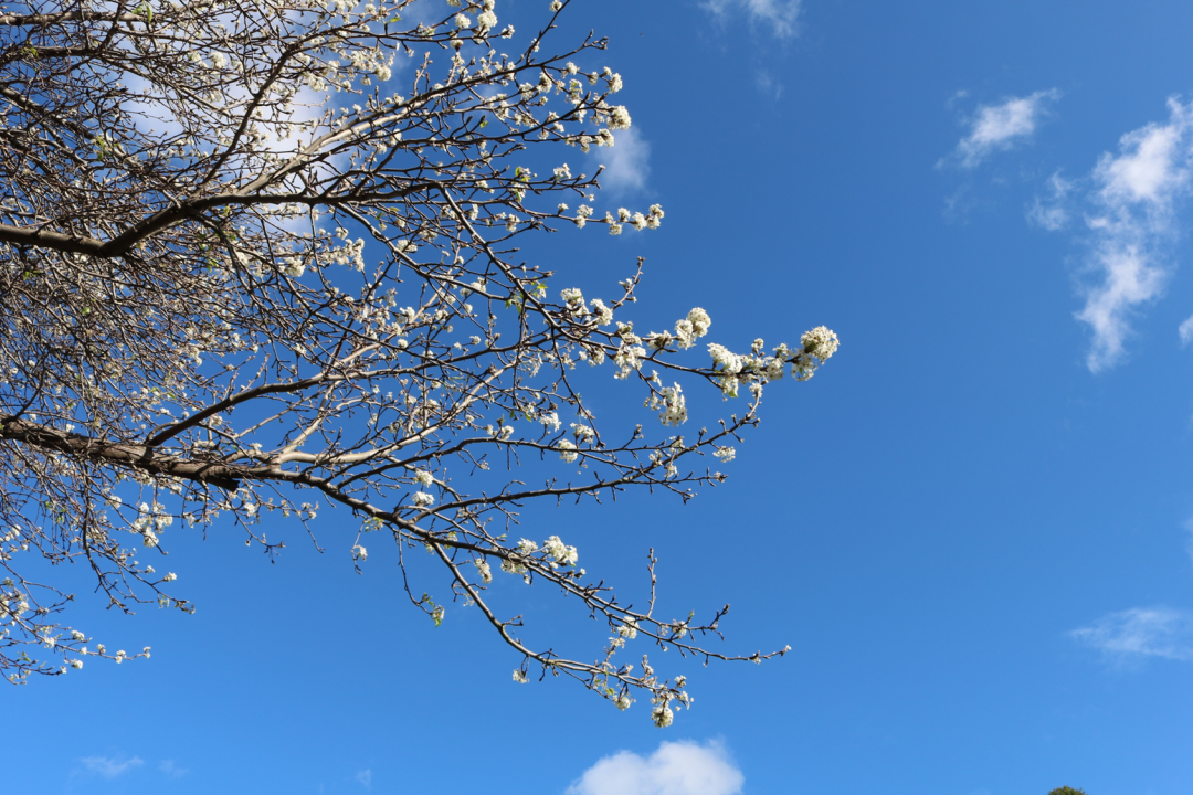 Sydney cherry blossom festival 2022