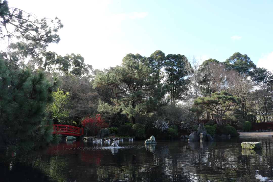 Sydney cherry blossom festival 2022