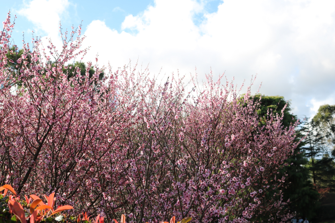 Sydney cherry blossom festival 2022