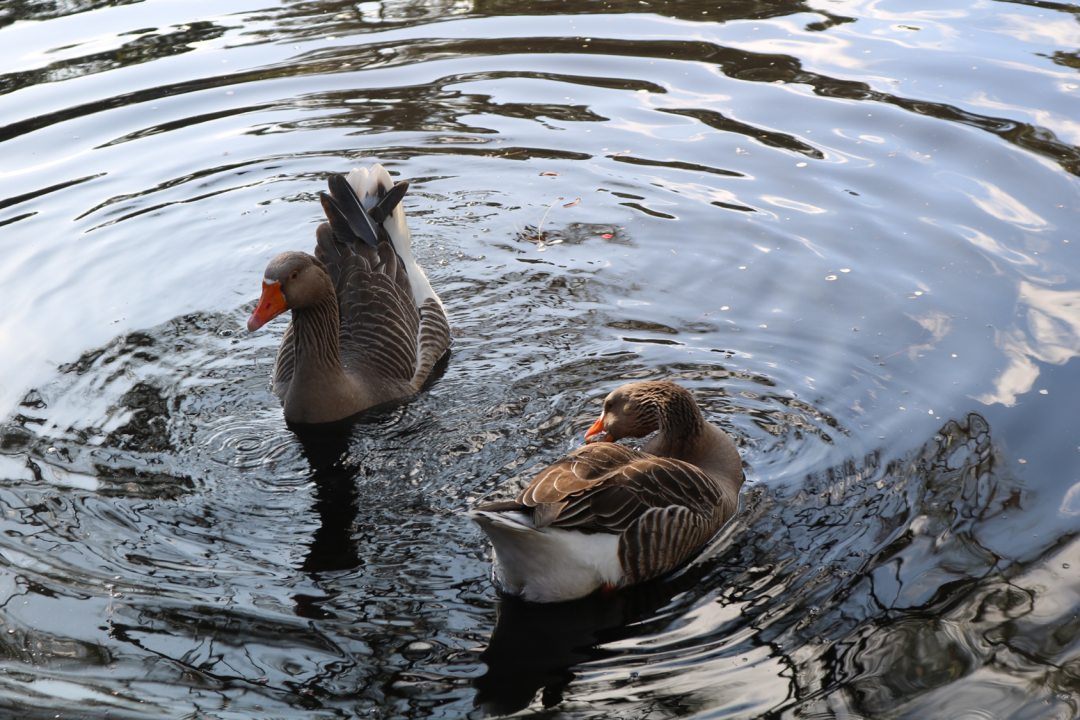 Sydney cherry blossom festival 2022