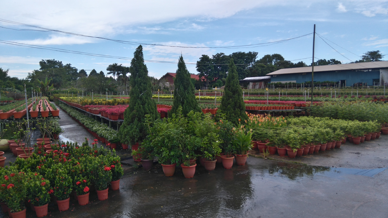 Nursery Kranji Singapore