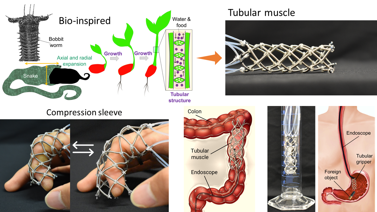 Bioinspired growing soft tubular muscle